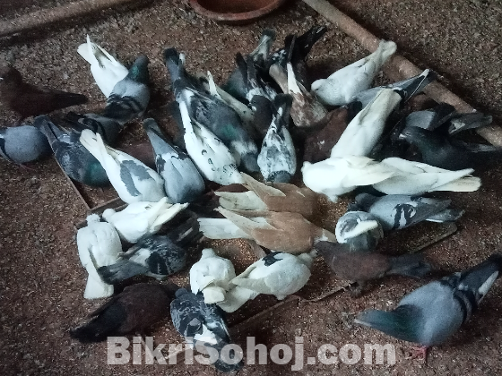রেসার কবুতর